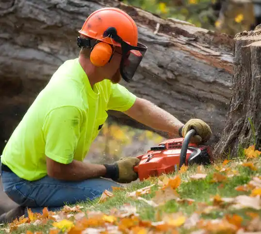 tree services Lanham